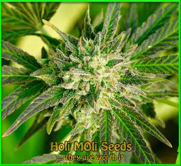 Georgia Pie cannabis strain photo