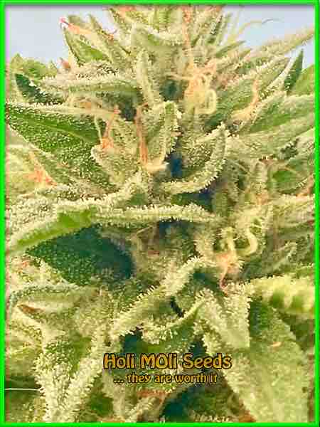 Ghost OG cannabis strain photo