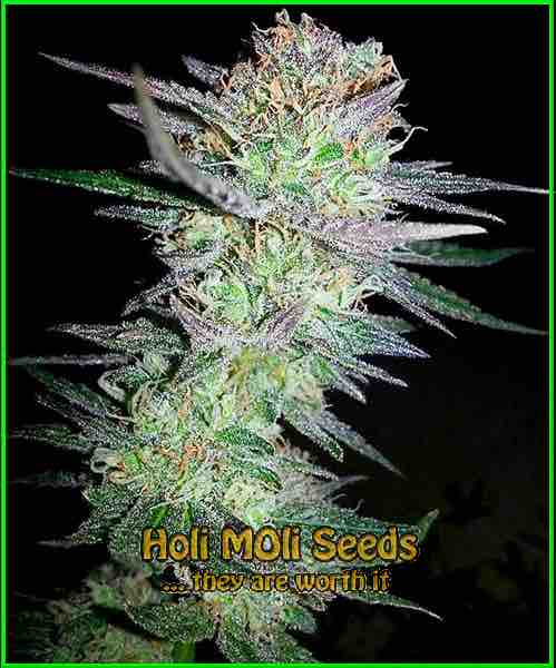 Girl Scout Cookies cannabis strain photo