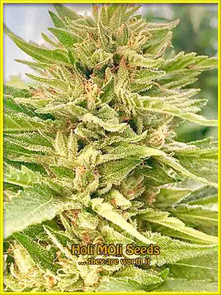 Glookies cannabis strain photo