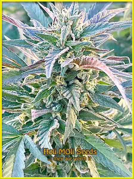 GMO cannabis strain photo