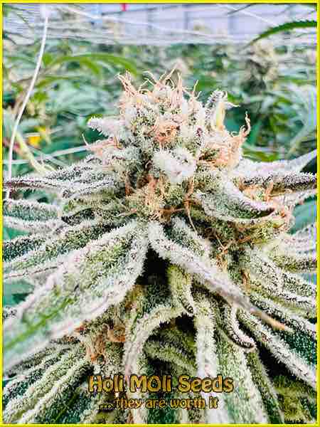 God Bud cannabis strain photo