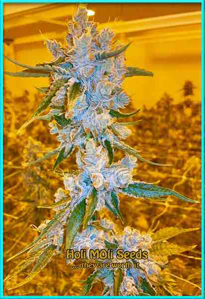 Goji OG cannabis strain photo