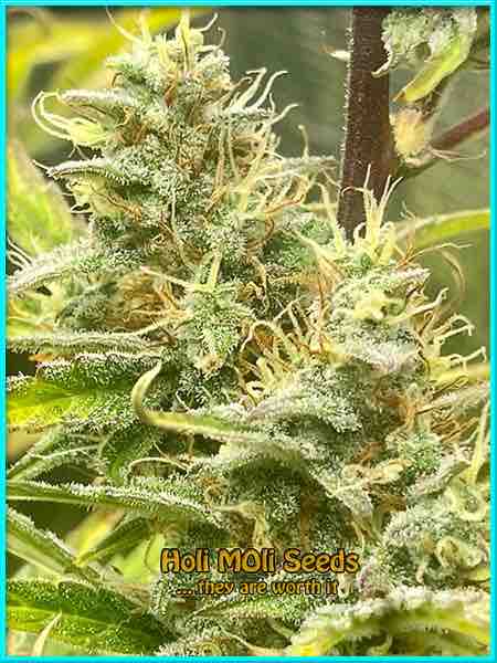 Golden Goat cannabis strain photo