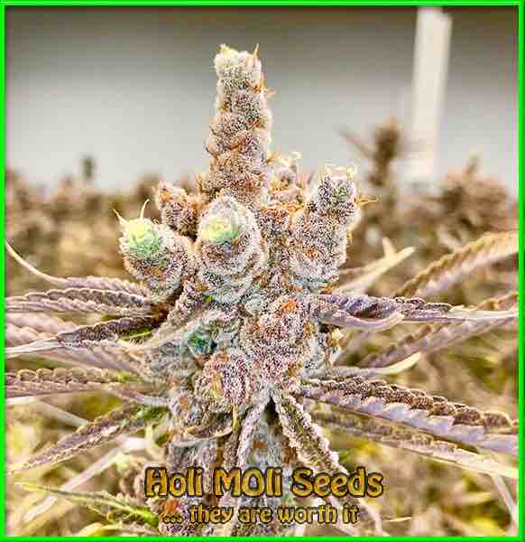 Gorilla Glue x Pellezino cannabis strain photo