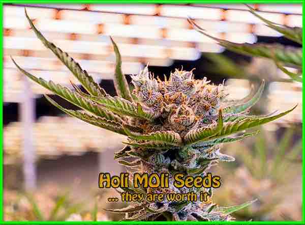 Gorilla Glue Purple cannabis strain photo