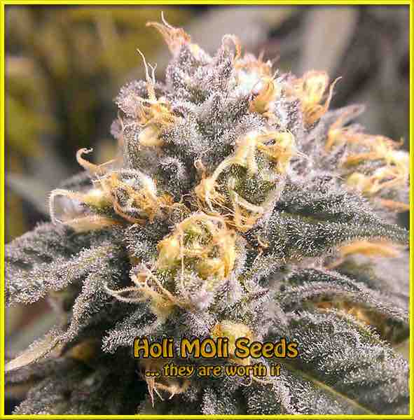 Granddaddy Purple cannabis strain photo