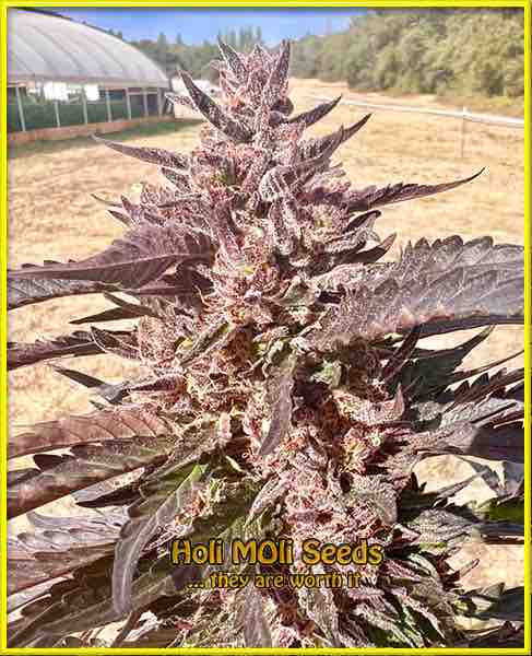 granddady black cannabis strain photo