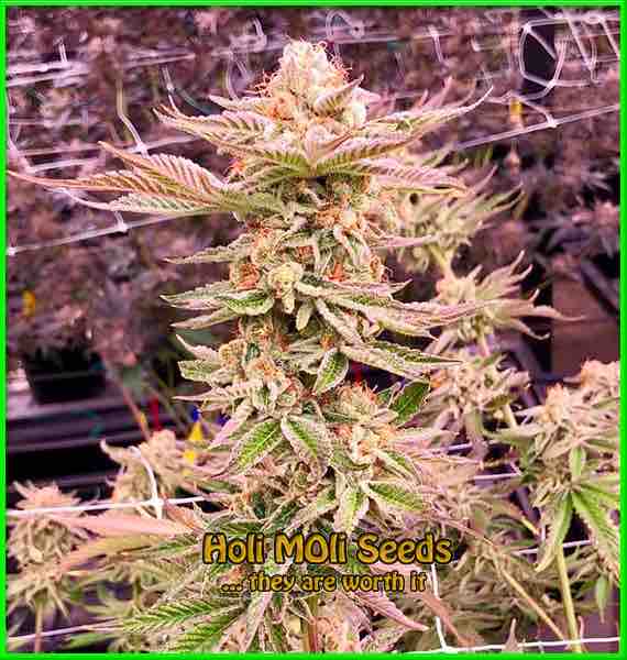 Grease Monkey cannabis strain photo