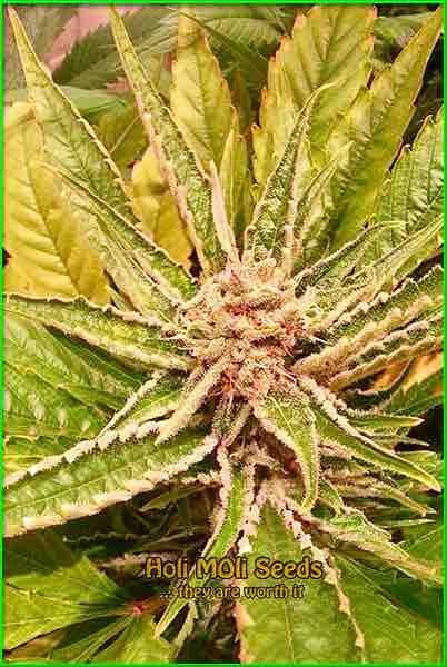 Great White Shark cannabis strain photo