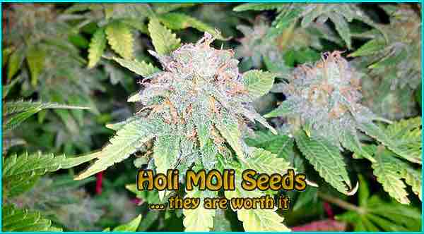 Green Crack cannabis strain photo