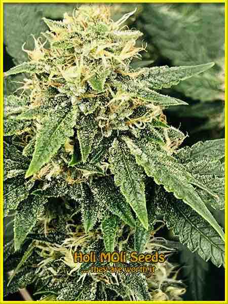 Green Poison cannabis strain photo