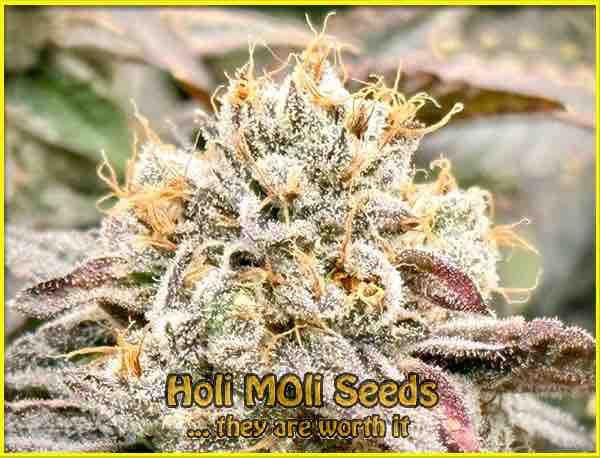 Hawaiian X Purple Skunk cannabis strain photo