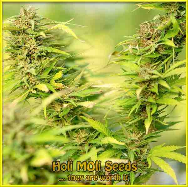 Hashplant cannabis strain photo