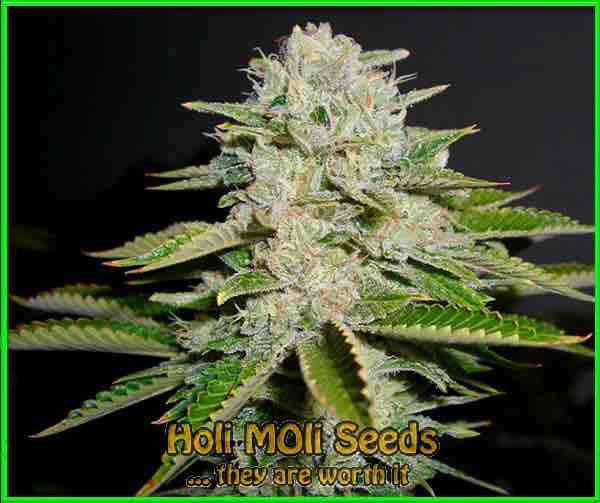 Headband cannabis strain photo