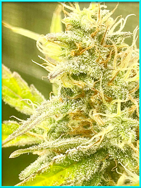 Hektol cannabis strain photo