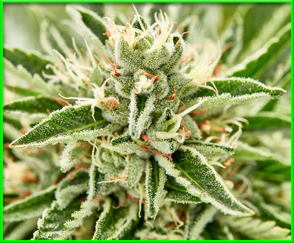 Jelly Donutz cannabis strain photo