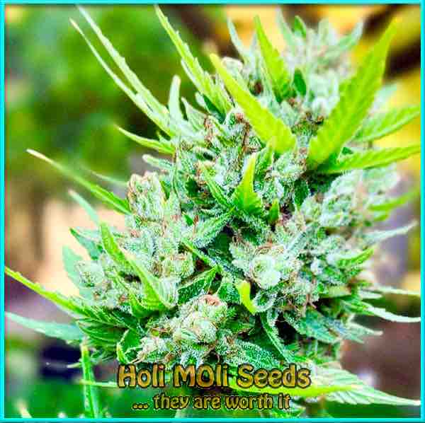 Jet Fuel cannabis strain photo
