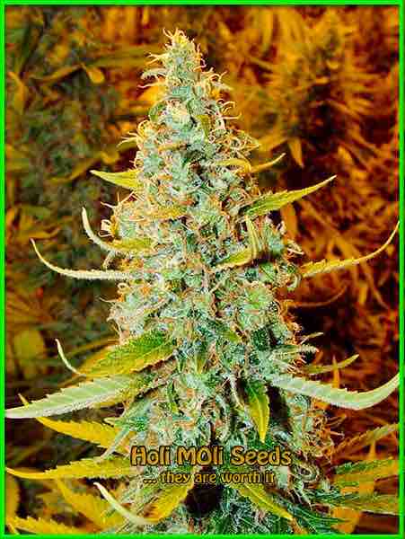 photo of juicy-fruit feminized cannabis bud
