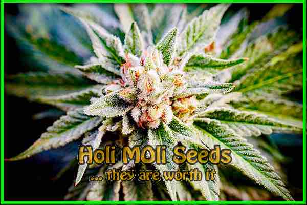 photo of kush-mints feminized cannabis bud