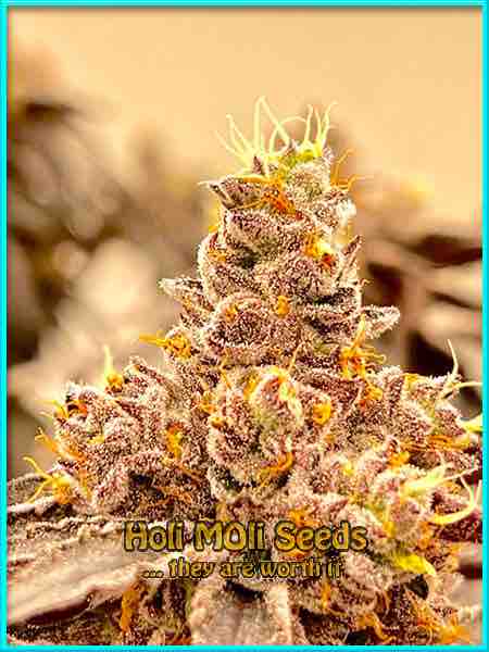 Lambs Breath cannabis strain photo