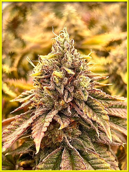 Lemon Garlic cannabis strain photo