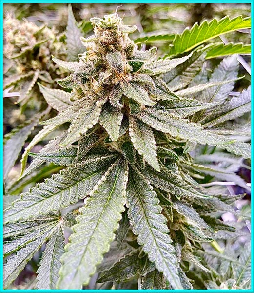 Lemon Haze Diesel cannabis strain photo