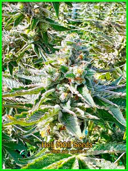 Lemon Kush cannabis strain photo