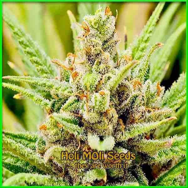Lemon OG cannabis strain photo