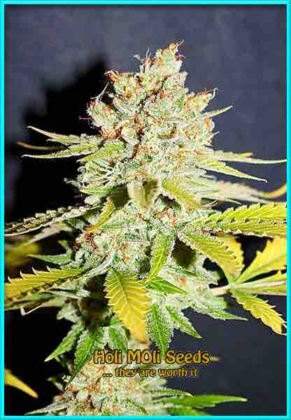 Original Lemon Pie cannabis strain photo