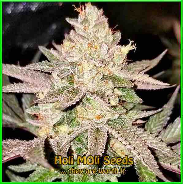 photo of lemon-skunk autoflowering cannabis bud