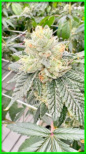 Lemon Tree cannabis strain photo