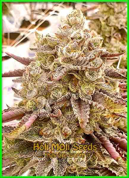 Lemonade cannabis strain photo