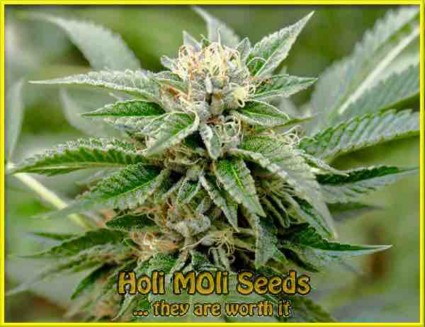 London Pound Cake cannabis strain photo