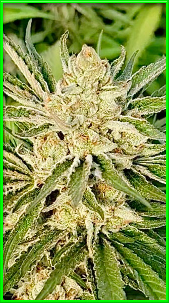 LSD cannabis strain photo