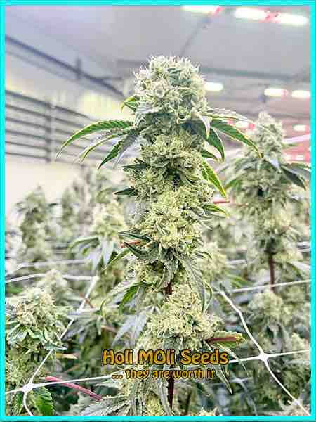 M8 cannabis strain photo