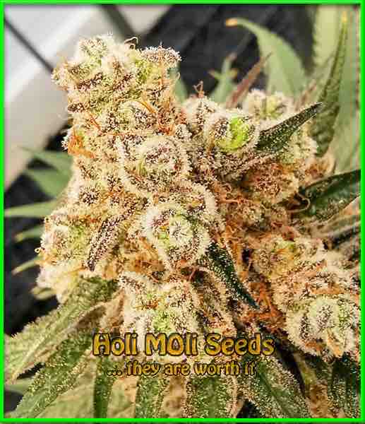 Mac One cannabis strain photo