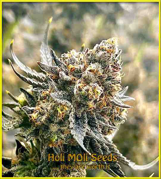 Maple Leaf cannabis strain photo