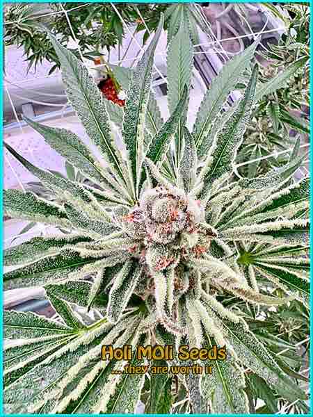 maracuya cannabis strain photo