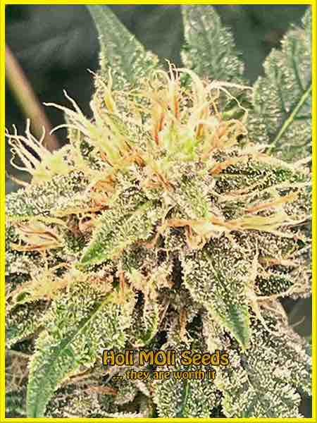 Master Kush cannabis strain photo