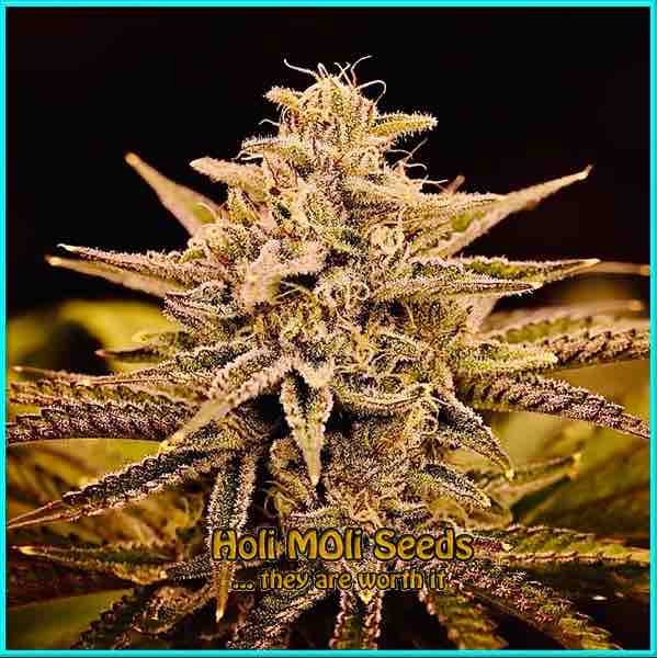 Maui Waui cannabis strain photo