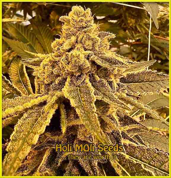 melon-gum cannabis strain photo