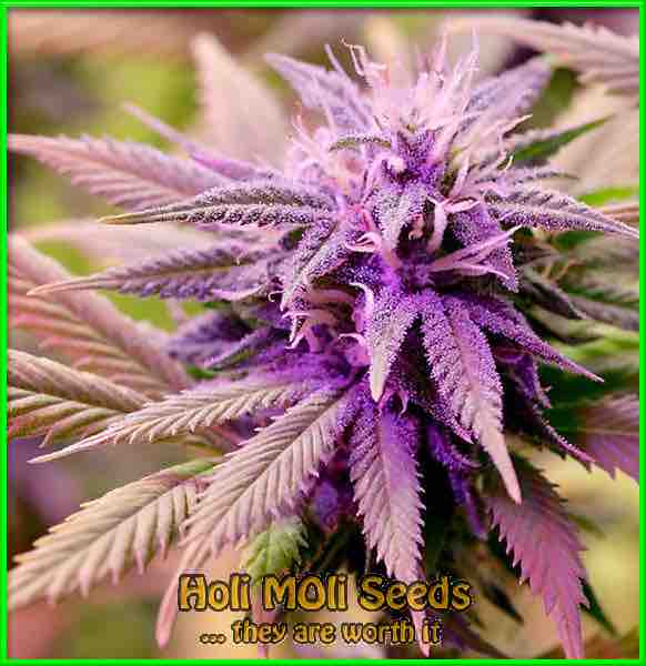 Mendocino Purps cannabis strain photo