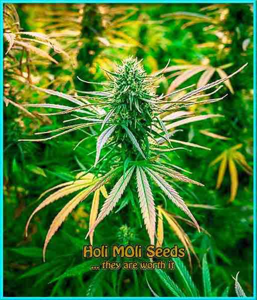 Mexican Haze cannabis strain photo