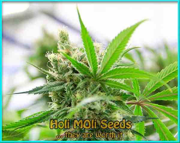 Mighty Hulk cannabis strain photo