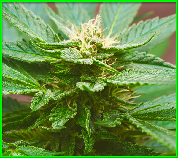 Mint Chocolate Chip cannabis strain photo