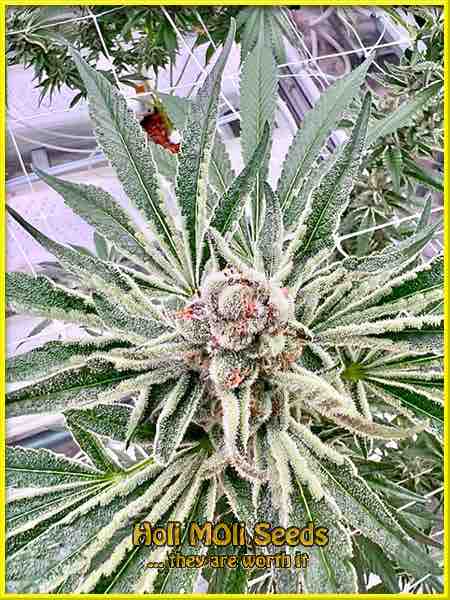MK Ultra cannabis strain photo