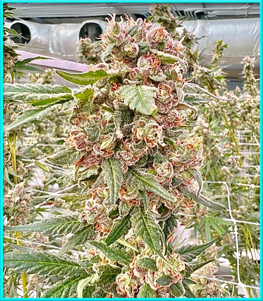 Moby Dick cannabis strain photo