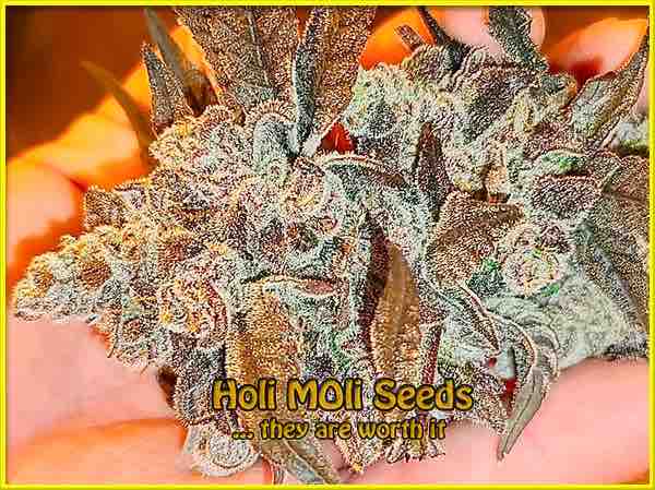 Monkey OG cannabis strain photo