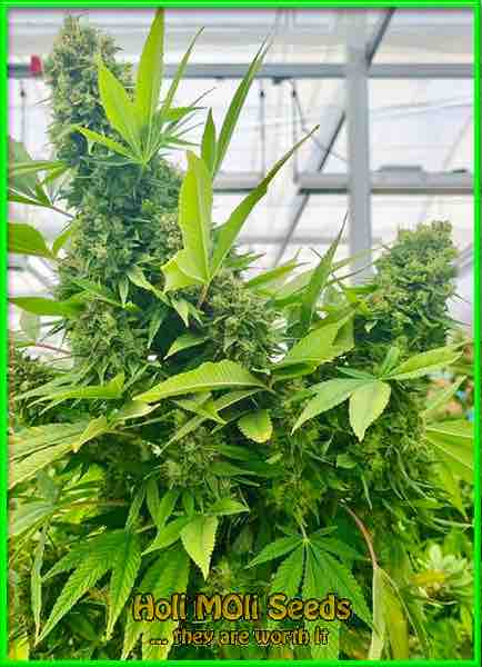 photo of moonshine-cookies feminized cannabis bud